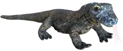 Waran z Komodo 70cm