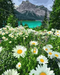 Malowanie po numerach: Rumianki w górach 40 x 50 cm