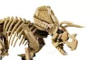 LEGO® Szkielety dinozaurów: triceratops 77985 - tantis.pl