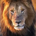 Karnet kwadrat z kopertą Male Lion - tantis.pl