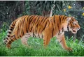 Tygrys Wild Life 14729 - tantis.pl
