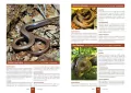 Atlas zwierząt chronionych. 250 polskich gatunków - tantis.pl
