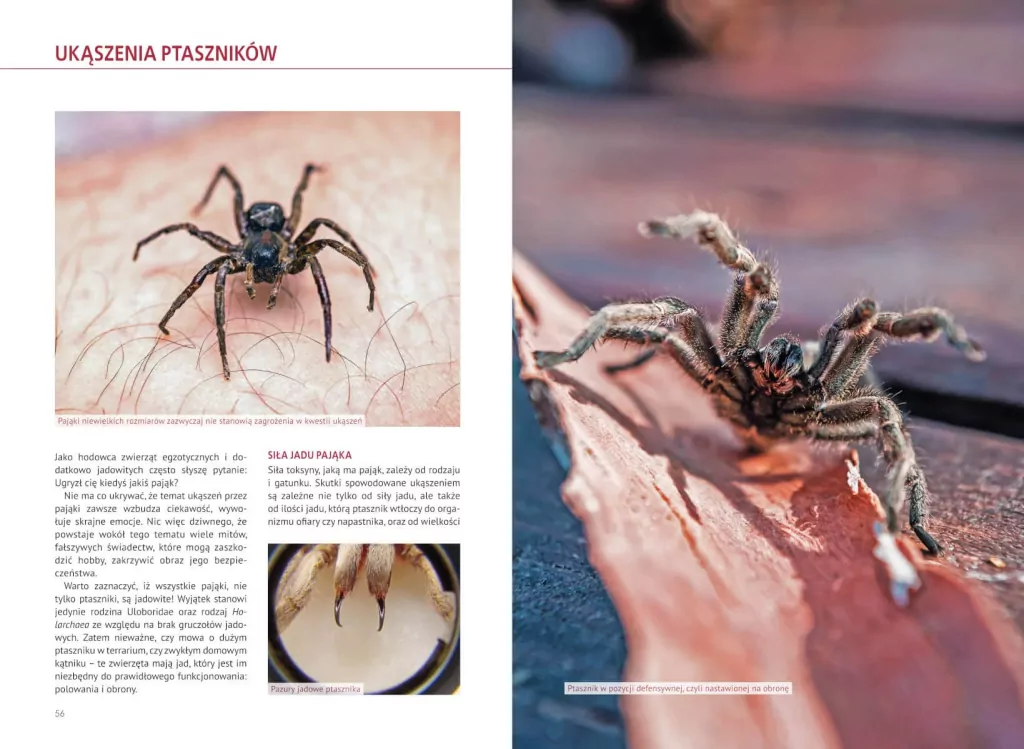 Atlas pająków - tantis.pl