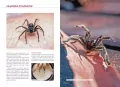 Atlas pająków - tantis.pl