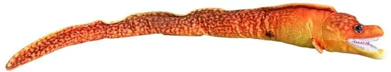 Murena pomarańczowa 80cm - tantis.pl