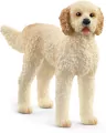 Pies rasy Goldendoodle 13939 - tantis.pl