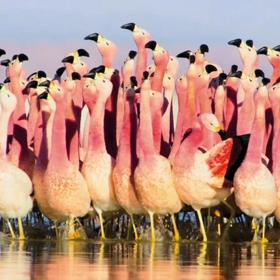 Karnet kwadrat z kopertą Andean Flamingoes - tantis.pl