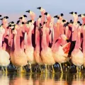 Karnet kwadrat z kopertą Andean Flamingoes - tantis.pl