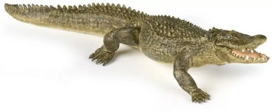 Aligator - tantis.pl