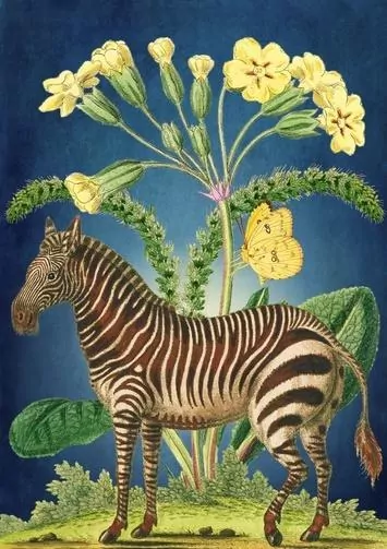 Karnet. Zebra - tantis.pl