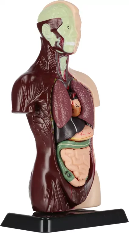Zestaw Naukowca Anatomia Człowieka - tantis.pl