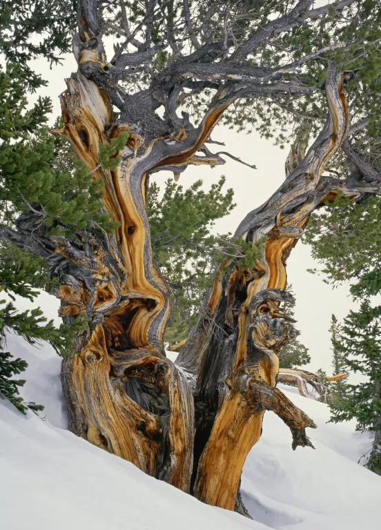 Życie na Ziemi. Najwspanialsza historia na świecie - tantis.pl