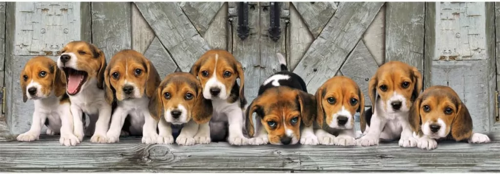 Puzzle 1000 Panorama Beagles - tantis.pl