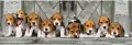 Puzzle 1000 Panorama Beagles - tantis.pl
