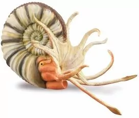 Ammonite - tantis.pl