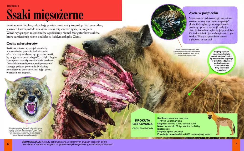 Zwierzęta - tantis.pl