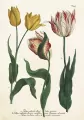 Karnet ST449 B6 + koperta. Tulipany - tantis.pl