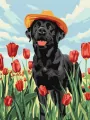 Malowanie po numerach. Uroczy labrador - tantis.pl