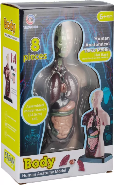 Zestaw Naukowca Anatomia Człowieka - tantis.pl