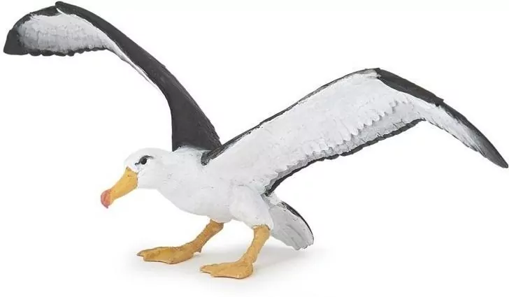 Albatros - tantis.pl