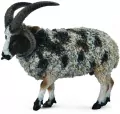 Owca wieloroga L - tantis.pl