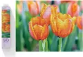 Diamond Dotz - Adults Love Tulips - tantis.pl