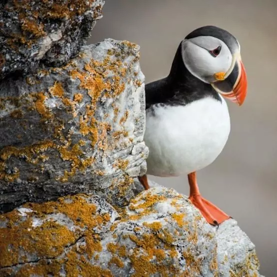 Karnet kwadrat z kopertą Puffin - tantis.pl