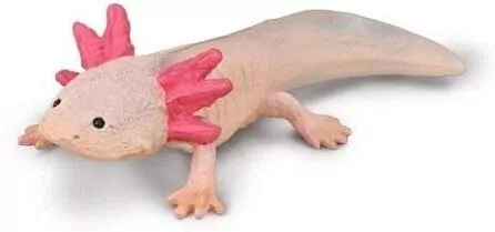Collecta. Aksolotl