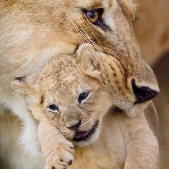 Karnet kwadrat z kopertą Lioness and cub - tantis.pl