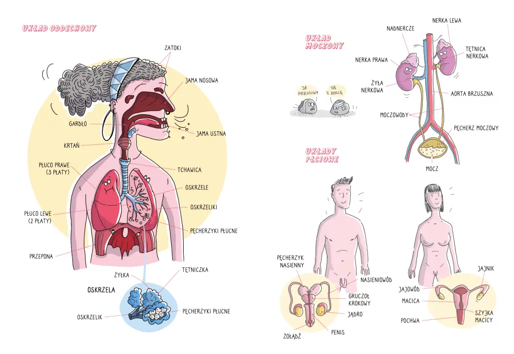 Bebechy, czyli ciało człowieka pod lupą (barwione brzegi) - tantis.pl