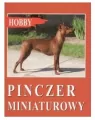 Pinczer miniaturowy. Hobby - tantis.pl