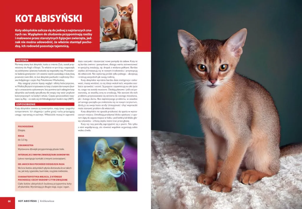 Koty rasowe - tantis.pl