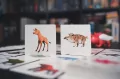 Pigasus BRAIN GAMES - tantis.pl