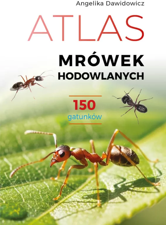 Atlas mrówek hodowlanych - tantis.pl