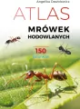 Atlas mrówek hodowlanych - tantis.pl