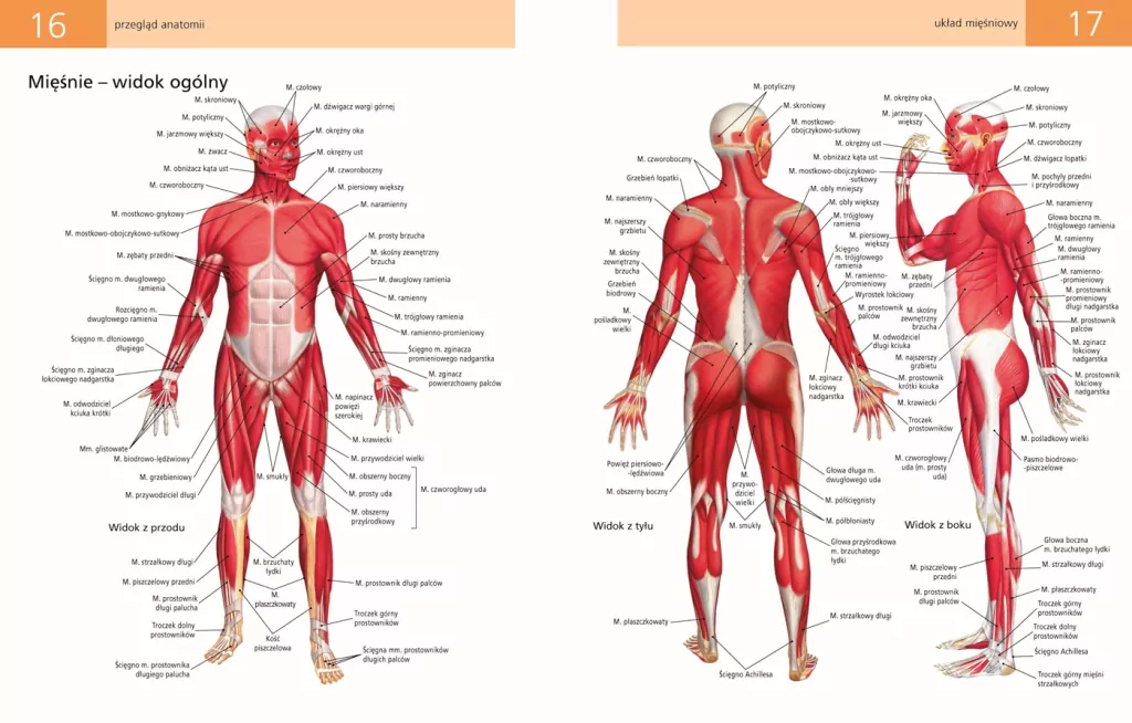 Anatomia ruchu - tantis.pl
