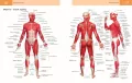 Anatomia ruchu - tantis.pl