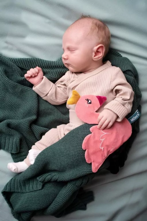 Łabędź Kamala - tantis.pl