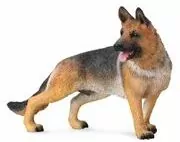 Pies owczarek alzacki