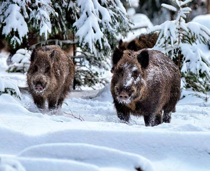 Kalendarz 2026 reklamowy Dzika przyroda - tantis.pl