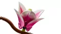 LEGO® Gałązki magnolii 11510 - tantis.pl