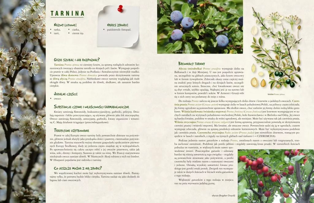 Dzika kuchnia - tantis.pl