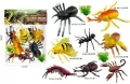 Insekty - tantis.pl