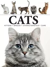 Cats - tantis.pl