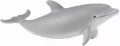 Delfin butlonosy młody - tantis.pl