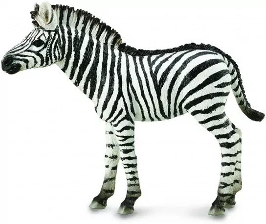 Zebra źrebię - tantis.pl