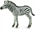 Zebra źrebię - tantis.pl