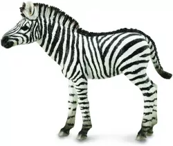 Zebra źrebię