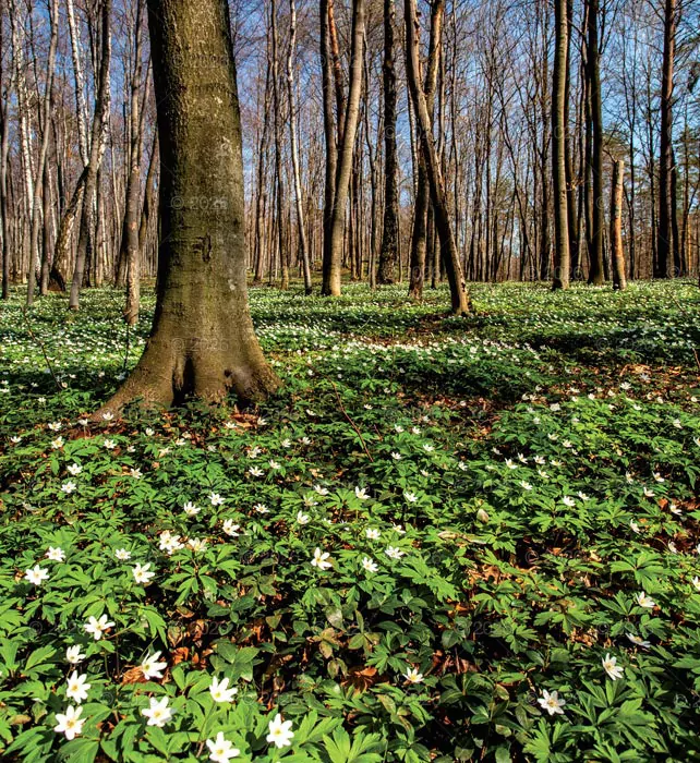 Kalendarz 2026 reklamowy Polska magiczna - tantis.pl