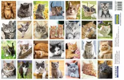 Naklejki. Koty